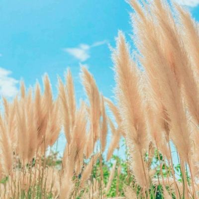 九游我的英雄学院入学季手游下载